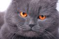 К международному Дню кошек: как домашние питомцы спасают человеческие жизни?