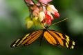 Что нам приносит любовь, счастье и достаток, или Что мы знаем о бабочках?