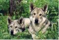 Сарлосская волчья собака: как ужиться двум врагам в одной породе?