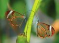 Зачем порхают бабочки? Биология и символика