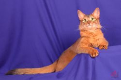 Gr.Int.CH.JULIA & BELLA