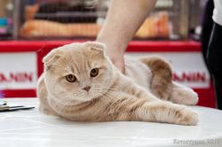 Старый Оскол Белгородской области