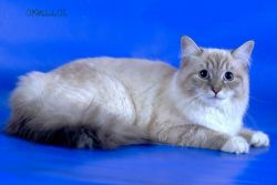 Женевьева Северное Сияние