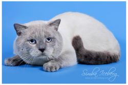 Int.Ch. Simba Iceberg - SFS 71 a 33 (www.Simba-Iceberg.com)