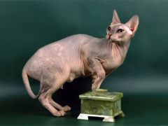 Владелец Коваленко Лилия