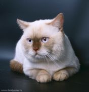 Интерчемпион(открыты CAGCIB х 2) Feli-Cat Absolute, BRI o33