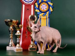 Владелец Коваленко Лилия