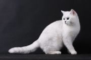  EFRAT TIGR ADANIT OF ELITE -   (British shorthair)