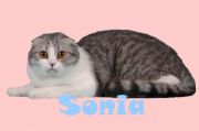 Кошка SONIA SILVER CAT - Шотландская вислоухая (Scottish fold)