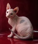 Кошка SHATO  MARGO  KORONA ATEFA - Донской сфинкс (Don sphinx)
