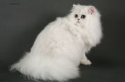 Кошка Lalli-Bell Cats Star - Персидская (Persian)