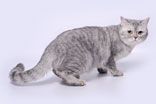 Кошка ELIT BELL FREYA BELVER - Британская короткошерстная (British shorthair)