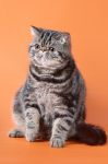 Кошка BOYARS FANTASY - Экзотическая (Exotic shorthair)