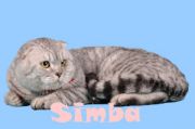 Кот Simba Marmari Julia's Cat - Шотландская вислоухая (Scottish fold)