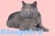  KLEOPATRA SILVER CAT -   (British shorthair)