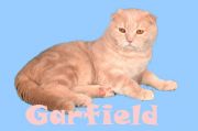 Кот Garfield Julia\'s Cat - Шотландская вислоухая (Scottish fold)