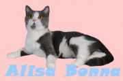 Кошка ALISA BONNA - Шотландская короткошерстная (Scottish straight)