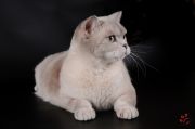 Кошка Muslina Princess  Beauty Kittana's - Британская короткошерстная (British shorthair)