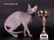 Кошка EVA RIONA KORONA ATEFA - Донской сфинкс (Don sphinx)