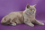 Кошка GOLAN LORD SERAFIM-RONALDO - Британская короткошерстная (British shorthair)