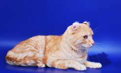 Кошка SOLOMON - Американский керл короткошерстный  (American curl shorthair)