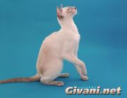 Кот Barvinok Givani - Сиамская (Siamese)