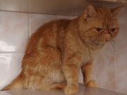 Кошка SOPHIA  GOLDEN  ROSE - Экзотическая (Exotic shorthair)