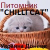 ChilliCat