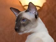  Tamazin a Valdis de Shanel -  (Siamese)