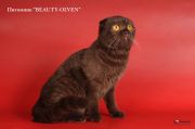  Gleneviera Beauty-Olven -   (Scottish fold)