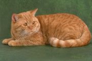  NIK LIVERPUL BLUE ARDO -   (British shorthair)
