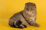  Klondik's Zemfira Sunlight -   (Scottish fold)