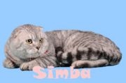  Simba Marmari Julia's Cat -   (Scottish fold)