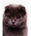  Gloria Don Clondaik -   (Scottish fold)