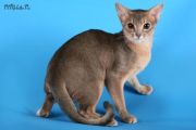  Exclusive Beata  -  (Abyssinian)